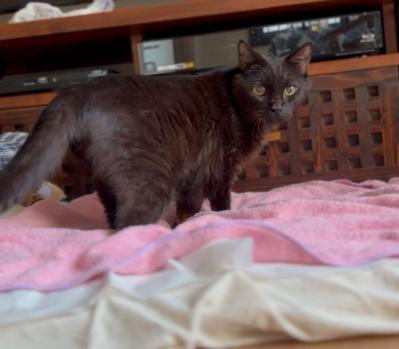 【マンガ・老猫日誌＃36】シッポのこと。19歳の元保護猫・桃姐（サムネイル画像4）