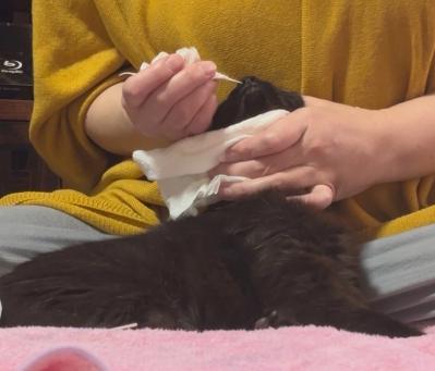 【マンガ・老猫日誌＃39】老猫と鼻水とクシャミ〜19歳の元保護猫・桃姐（サムネイル画像4）