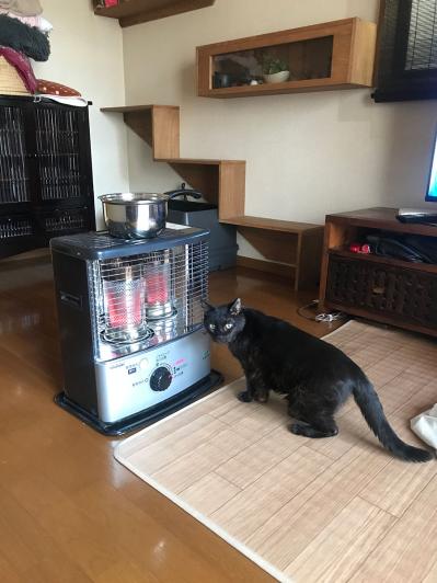 【マンガ・老猫日誌＃38】寝てる時の寝息が まさかのホラー！？19歳の元保護猫・桃姐（サムネイル画像6）