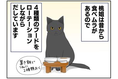 【マンガ・老猫日誌＃41】ゴハンの言い間違えは許さない？19歳の元保護猫・桃姐