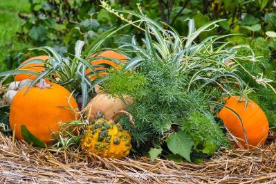 秋色ガーデンをもっと素敵に！主役を替えるだけの寄せ植えリメイク術（サムネイル画像5）