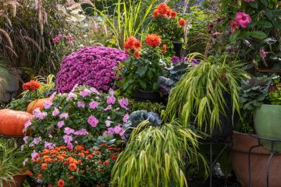 秋色ガーデンをもっと素敵に！主役を替えるだけの寄せ植えリメイク術（サムネイル画像4）