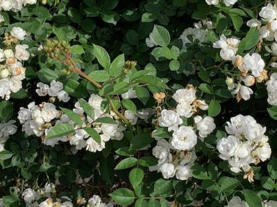 30㎝の隙間で始める！極小スペースでの【バラ】ガーデニング術（サムネイル画像5）