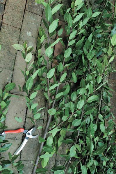 庭の小さな実で愛らしさ満点！【秋の実もの】を使ったアレンジアイディア（サムネイル画像9）