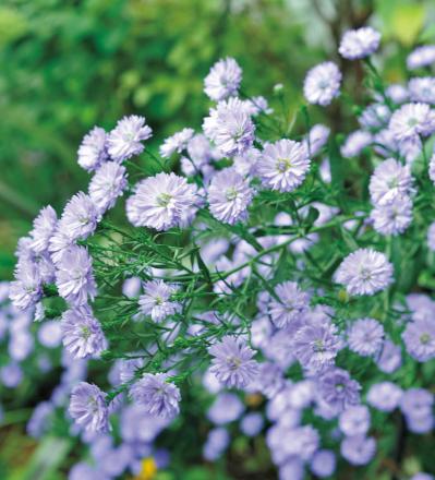 園芸家・青木純子さん直伝！ 庭で育てた草花で作る【晩秋の花のアレンジアイディア】（サムネイル画像3）