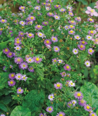 夏の残りの花と秋の花で作る「初秋のアレンジアイディア」【アフターガーデニング】（サムネイル画像9）