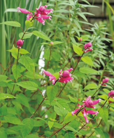 園芸家・青木純子さん直伝！ 庭で育てた草花で作る【晩秋の花のアレンジアイディア】（サムネイル画像5）