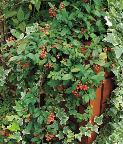 庭の小さな実で愛らしさ満点！【秋の実もの】を使ったアレンジアイディア（サムネイル画像5）