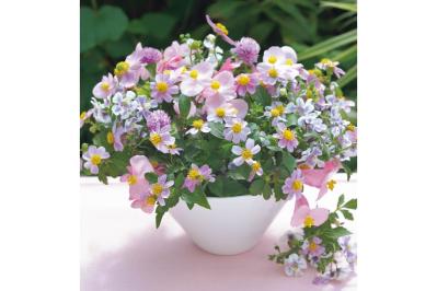 夏の残りの花と秋の花で作る「初秋のアレンジアイディア」【アフターガーデニング】