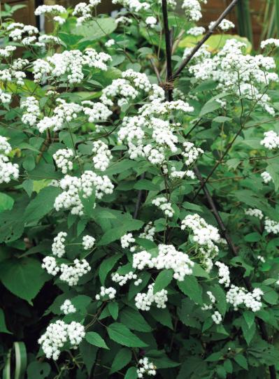 夏の残りの花と秋の花で作る「初秋のアレンジアイディア」【アフターガーデニング】（サムネイル画像4）