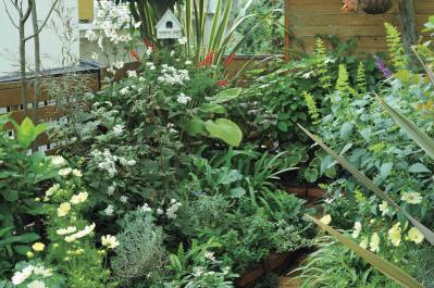 夏の残りの花と秋の花で作る「初秋のアレンジアイディア」【アフターガーデニング】（サムネイル画像2）