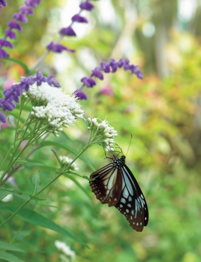 夏の残りの花と秋の花で作る「初秋のアレンジアイディア」【アフターガーデニング】（サムネイル画像11）