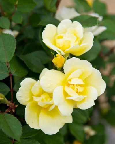 30㎝の隙間で始める！極小スペースでの【バラ】ガーデニング術（サムネイル画像2）