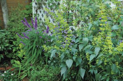 夏の残りの花と秋の花で作る「初秋のアレンジアイディア」【アフターガーデニング】（サムネイル画像3）