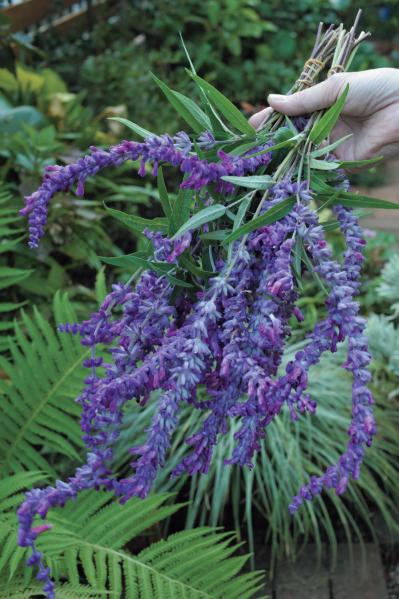 夏の残りの花と秋の花で作る「初秋のアレンジアイディア」【アフターガーデニング】（サムネイル画像13）