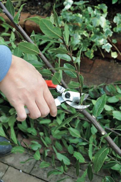 庭の小さな実で愛らしさ満点！【秋の実もの】を使ったアレンジアイディア（サムネイル画像10）