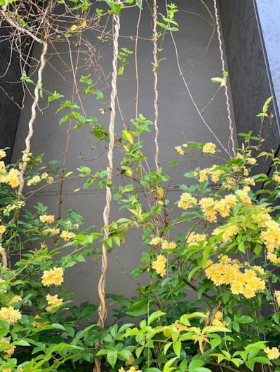 30㎝の隙間で始める！極小スペースでの【バラ】ガーデニング術（サムネイル画像4）