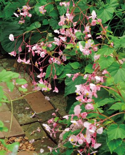 夏の残りの花と秋の花で作る「初秋のアレンジアイディア」【アフターガーデニング】（サムネイル画像7）