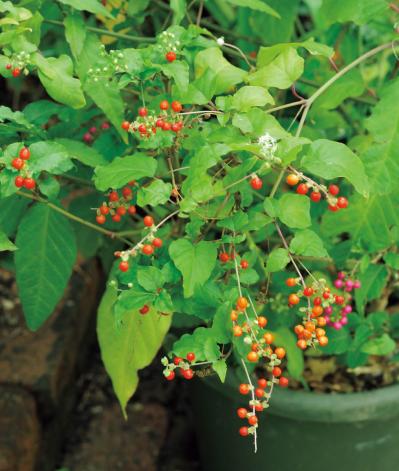 庭の小さな実で愛らしさ満点！【秋の実もの】を使ったアレンジアイディア（サムネイル画像3）