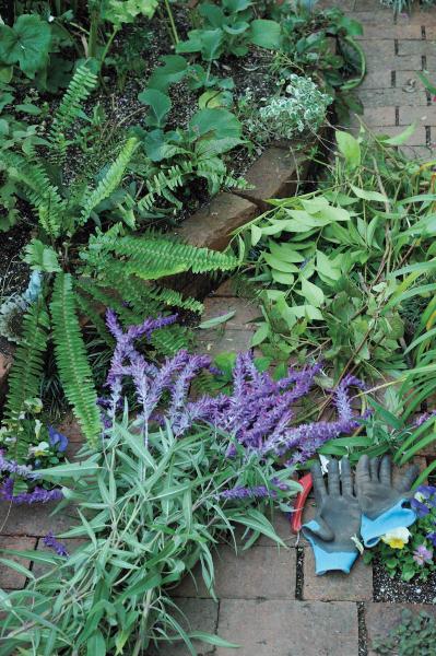 夏の残りの花と秋の花で作る「初秋のアレンジアイディア」【アフターガーデニング】（サムネイル画像12）