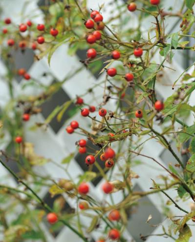 庭の小さな実で愛らしさ満点！【秋の実もの】を使ったアレンジアイディア（サムネイル画像7）