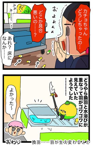 おやつを捨て、毛がゴワゴワ。少し心配になったカチョの一日【鳥マンガ #143】（サムネイル画像7）