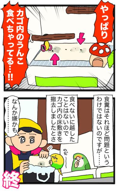 セキセイインコのカチョ。留守中のごはんとダイエット中の食糞問題！【鳥マンガ #142】（サムネイル画像7）