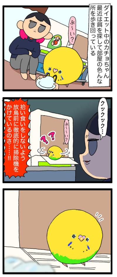 ダイエット中なのに食欲全開！セキセイインコ女子カチョの受難【鳥マンガ #139】（サムネイル画像4）