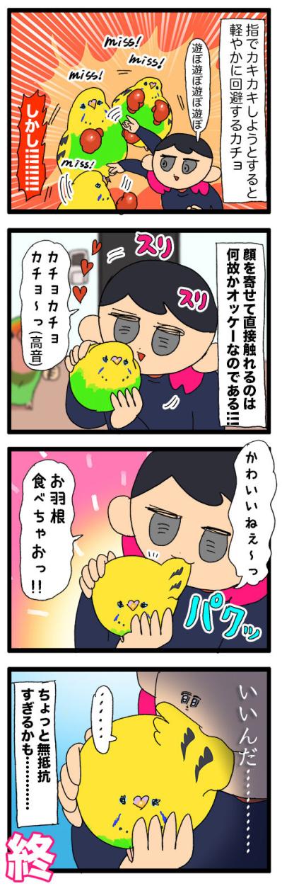食欲魔神と無抵抗のはざまで—セキセイインコ・カチョの日常【鳥マンガ #140】（サムネイル画像6）
