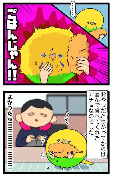 おやつを捨て、毛がゴワゴワ。少し心配になったカチョの一日【鳥マンガ #143】（サムネイル画像5）