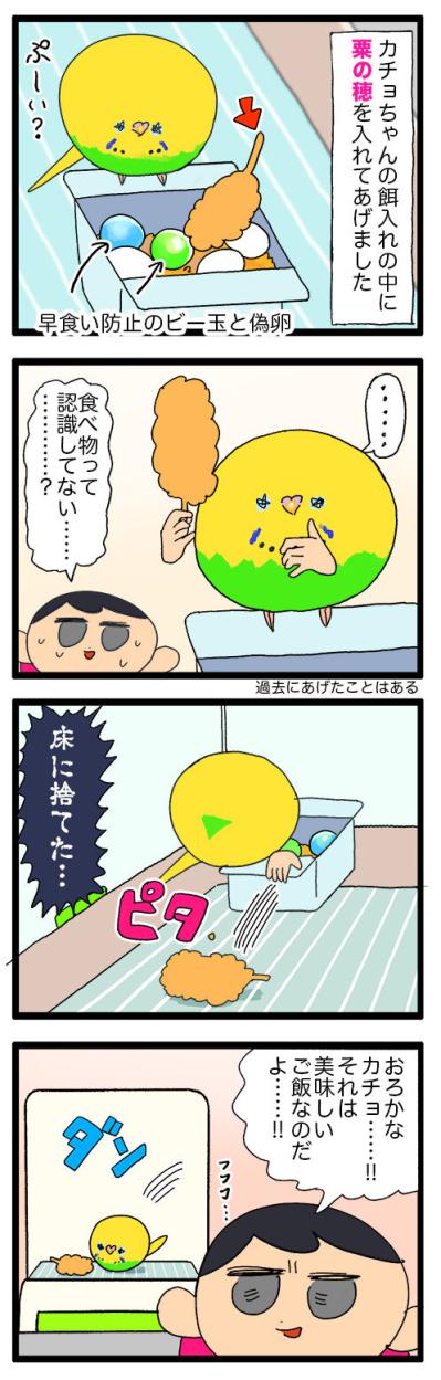 おやつを捨て、毛がゴワゴワ。少し心配になったカチョの一日【鳥マンガ #143】（サムネイル画像4）