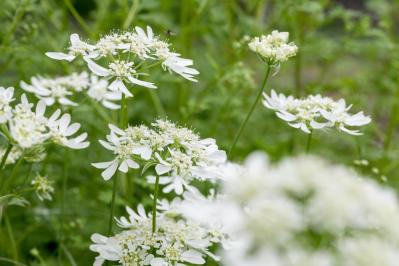 丈夫で可愛い！こぼれダネでふえる一年草［8選］の楽しみ方（サムネイル画像7）