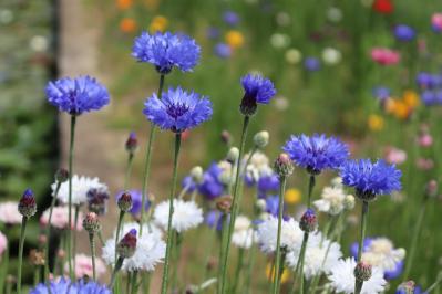 丈夫で可愛い！こぼれダネでふえる一年草［8選］の楽しみ方（サムネイル画像11）