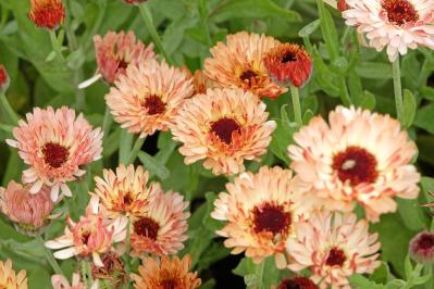 丈夫で可愛い！こぼれダネでふえる一年草［8選］の楽しみ方（サムネイル画像5）