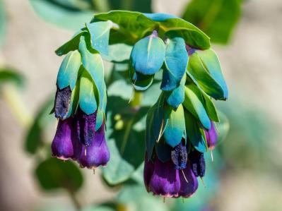 丈夫で可愛い！こぼれダネでふえる一年草［8選］の楽しみ方（サムネイル画像3）