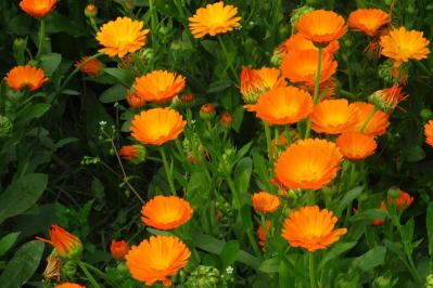 丈夫で可愛い！こぼれダネでふえる一年草［8選］の楽しみ方（サムネイル画像4）