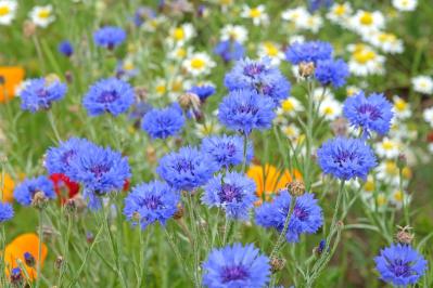 丈夫で可愛い！こぼれダネでふえる一年草［8選］の楽しみ方（サムネイル画像12）