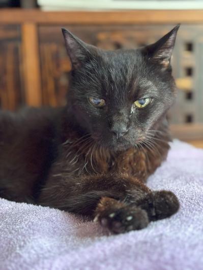 【マンガ・老猫日誌＃50】（祝）19歳になりました〜19歳の元保護猫・桃姐（サムネイル画像7）