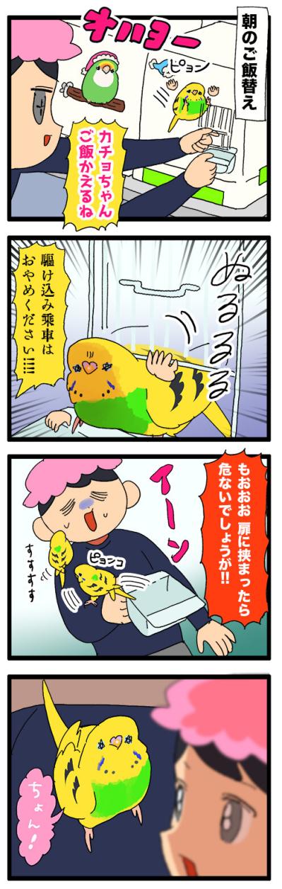 換羽後の暴走：愛とエネルギーが止まらないセキセイインコ【鳥マンガ #148】（サムネイル画像4）