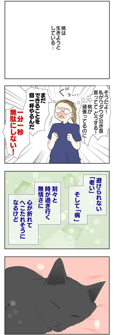 【マンガ・老猫日誌＃48】あなたが『ここ』にいるから頑張れる〜19歳の元保護猫・桃姐（サムネイル画像5）