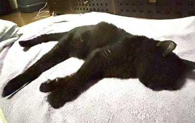 【マンガ・老猫日誌＃48】あなたが『ここ』にいるから頑張れる〜19歳の元保護猫・桃姐（サムネイル画像7）