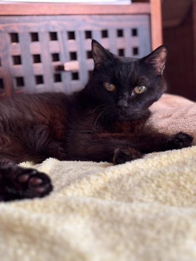 【マンガ・老猫日誌＃53】すべての始まりになった老猫に感謝する日〜19歳の元保護猫・桃姐（サムネイル画像6）