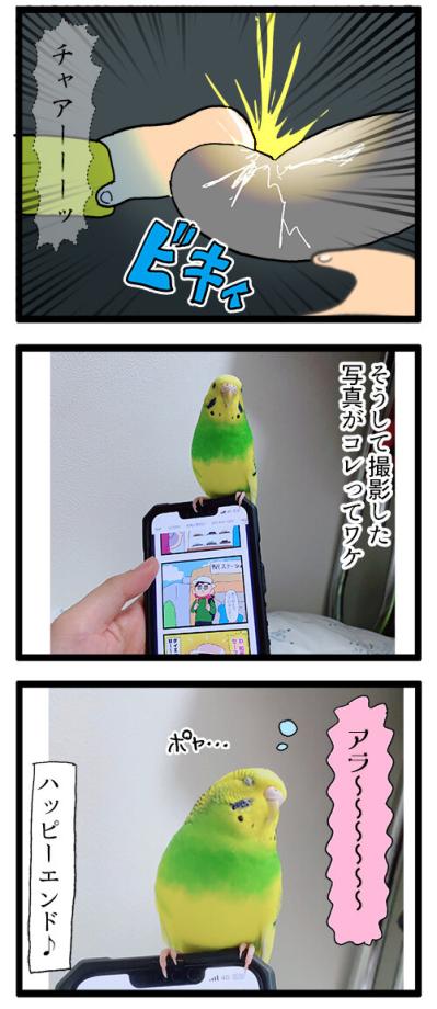 シャッターチャンス逃しがちな飼い主あるある！？＆インコぷぷぷの秘密【鳥マンガ #149】（サムネイル画像5）