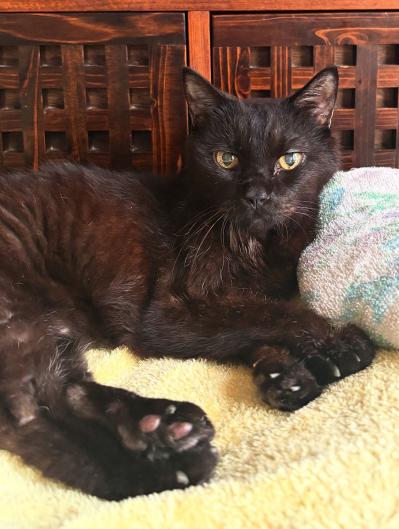 【マンガ・老猫日誌＃51】猫のプラシーボ効果！？〜19歳の元保護猫・桃姐（サムネイル画像5）