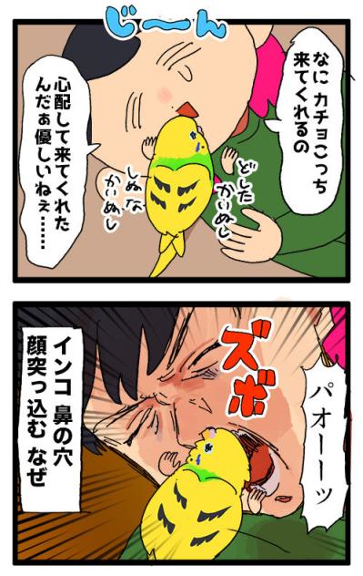 守護と破壊 ― セキセイインコ・カチョの愛情フルスロットル！【鳥マンガ #145】（サムネイル画像5）