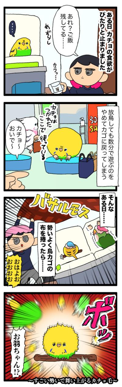 羽散らし＋タイミング崩壊―セキセイインコ・カチョのドタバタ2連発【鳥マンガ #147】（サムネイル画像4）