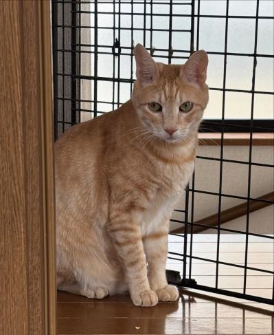 【マンガ・老猫日誌＃53】すべての始まりになった老猫に感謝する日〜19歳の元保護猫・桃姐（サムネイル画像8）