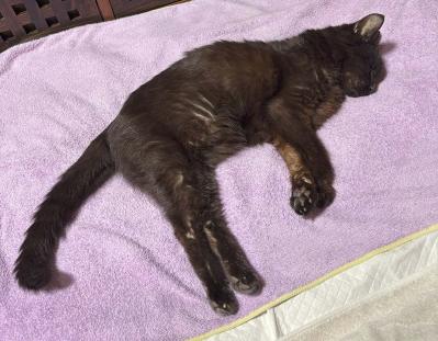 【マンガ・老猫日誌＃49】再びの奇跡？〜19歳の元保護猫・桃姐（サムネイル画像8）