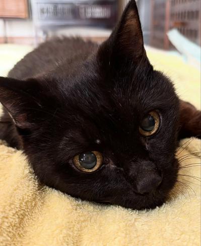 【マンガ・老猫日誌＃52】目に見えない不思議な力！？が働く〜19歳の元保護猫・桃姐（サムネイル画像5）