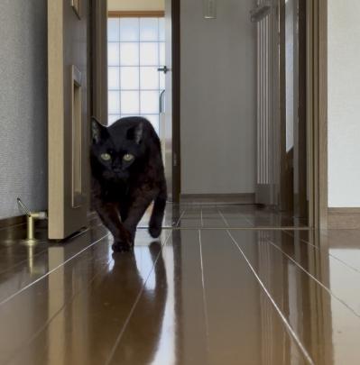 【マンガ・老猫日誌＃46】トイレの前にウロウロする理由は？〜19歳の元保護猫・桃姐（サムネイル画像6）